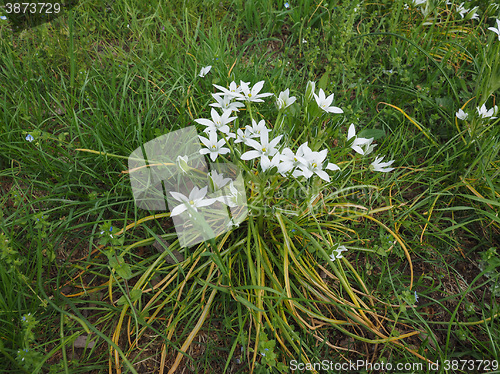 Image of Star of Bethlehem flower