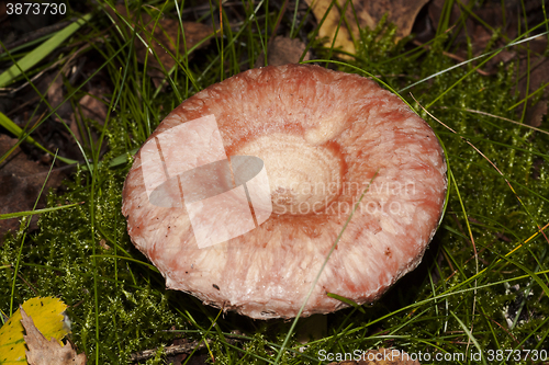 Image of woolly milkcap