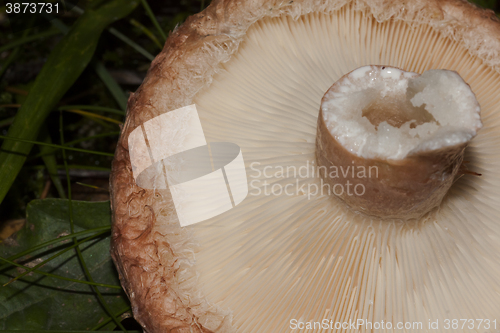 Image of woolly milkcap