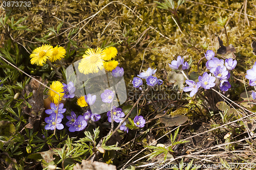 Image of spring flowers