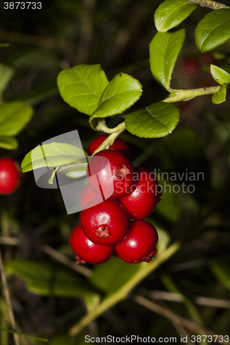 Image of lingonberries