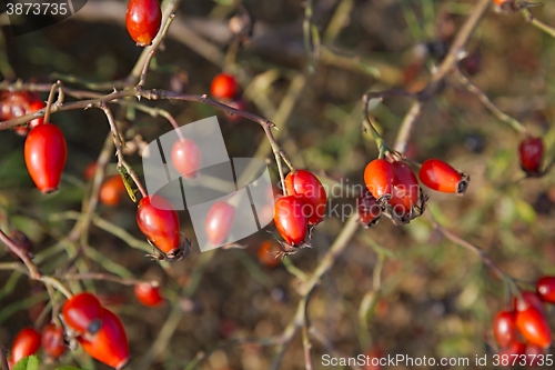 Image of Rosehips