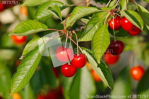 Image of Cherry