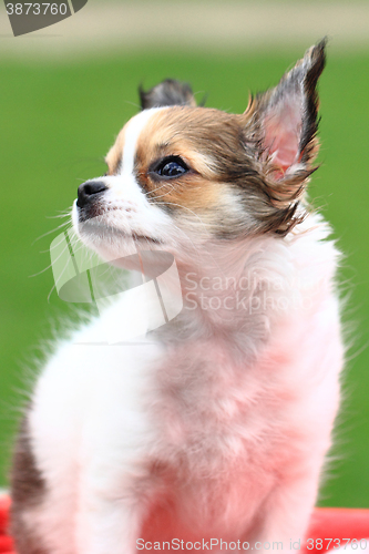 Image of chihuahua in the grass