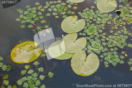 Image of Water surface with plants