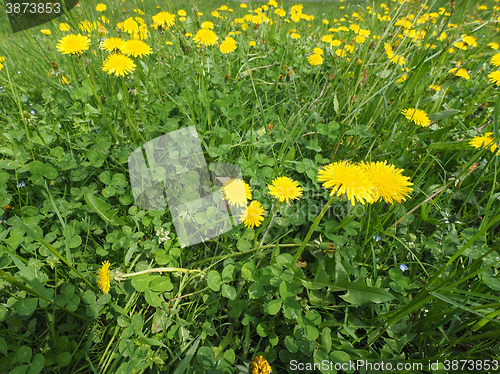 Image of Common Dandelion flower with bee