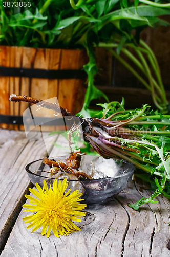 Image of roots of dandelion flower