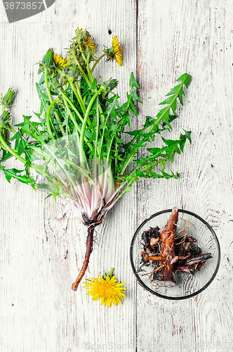 Image of roots of dandelion flower