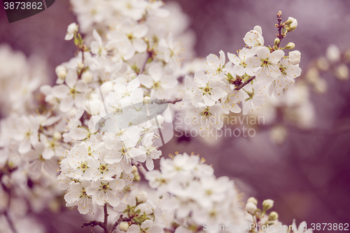 Image of Blossoming tree in spring with very shallow focus