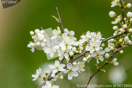 Image of Blossom tree in spring with very shallow focus