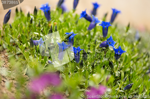 Image of Trumpet gentiana blue spring flower in garden