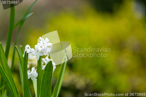 Image of white hyacinth flower