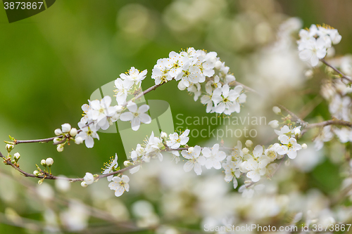 Image of Blossom tree in spring with very shallow focus