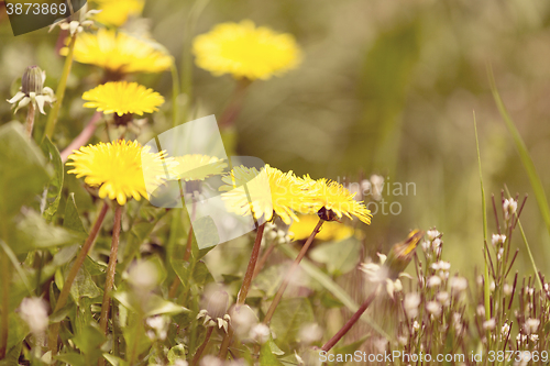 Image of Yellow dandelion retro color