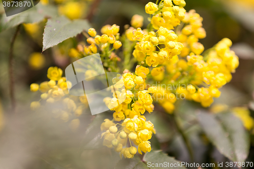 Image of Oregon Grape (Mahonia aquifolium)