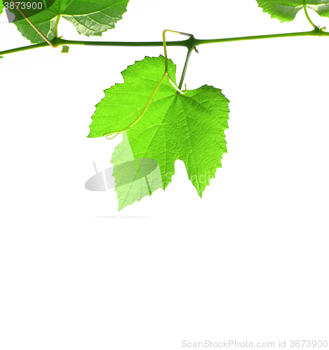 Image of Grapevine with copy space