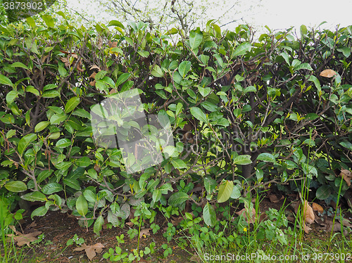 Image of Hedgerow shrubs barrier