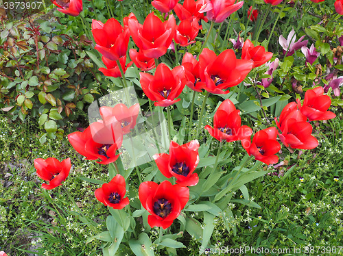 Image of Red Tulips flower