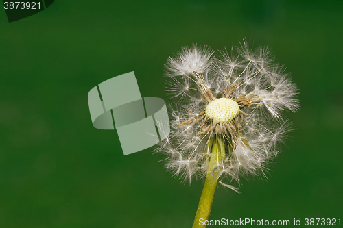 Image of Dandelion Propagation