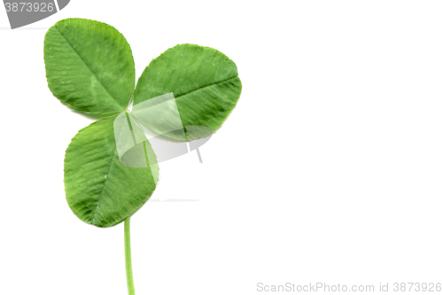 Image of Shamrock with copy space