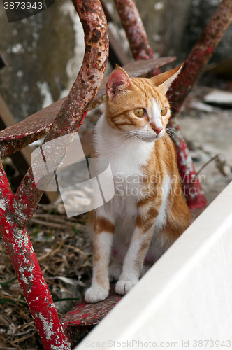 Image of Ginger-white cat