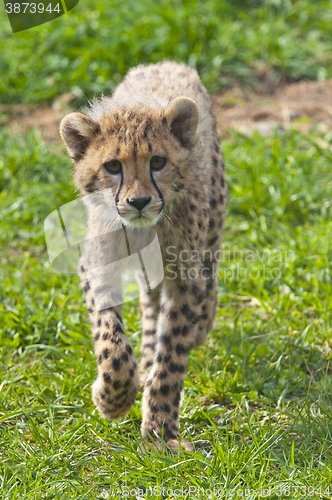 Image of Cheetah cub