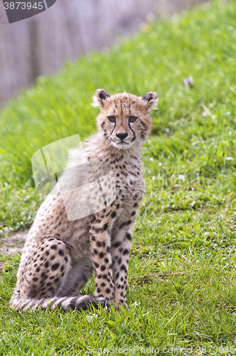 Image of Cheetah cub