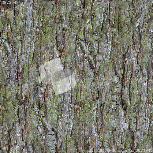 Image of Pine Bark Pattern