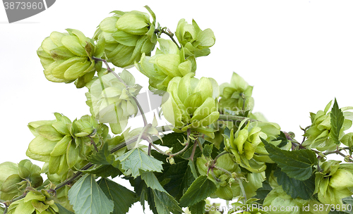 Image of Wild Hop Cutout