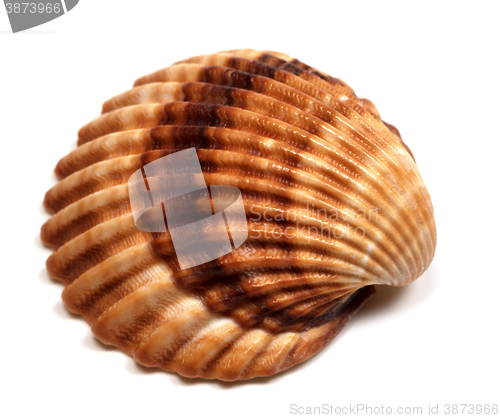 Image of Seashell on white 