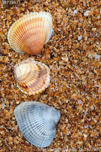 Image of Three seashell on sand in sun day