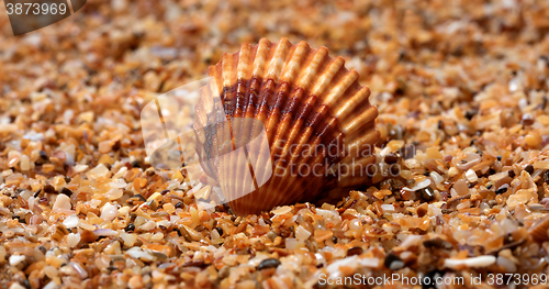 Image of Seashell on sand