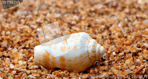 Image of Shell of cone snail on sand