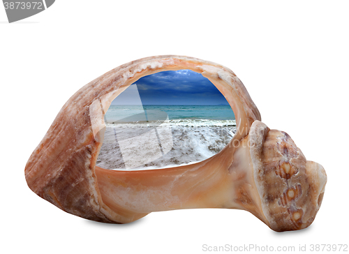 Image of Sea beach in sun evening through broken rapana shell