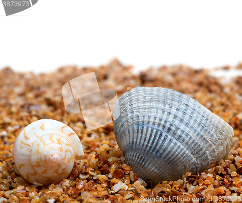 Image of Two seashell on sand