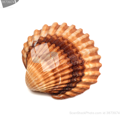 Image of Seashell isolated on white background