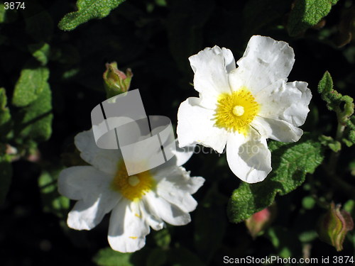Image of Sun and shadow flowers
