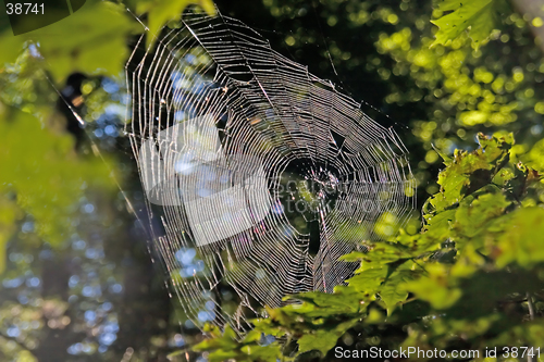 Image of spider web