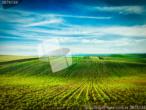 Image of Rolling fields of Moravia