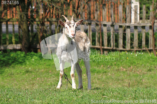 Image of white goat in the green grass\r\n