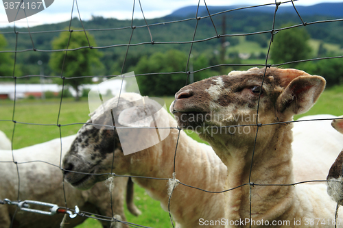 Image of sheep from Jeseniky mountains