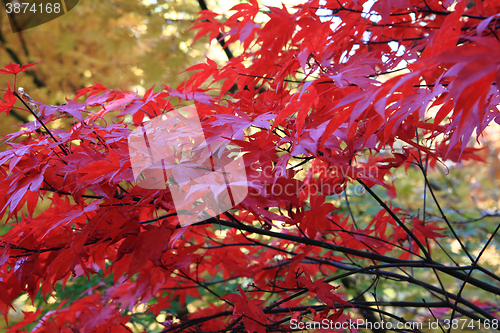 Image of autumn leaves background