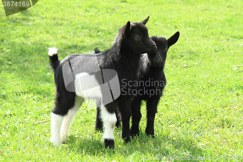 Image of black goat babies in the grass