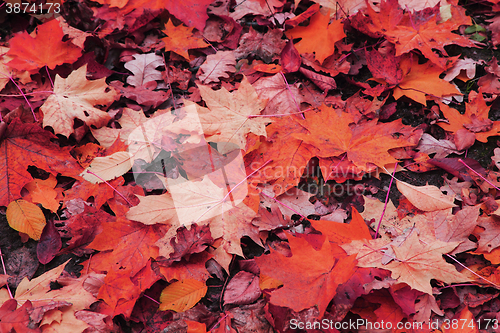 Image of autumn leaves background