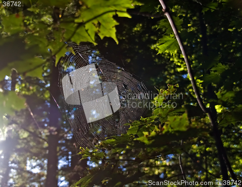 Image of spider web