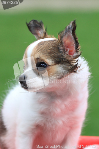 Image of chihuahua in the grass