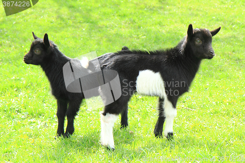 Image of black goat babies in the grass