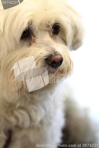 Image of white bichon dog 
