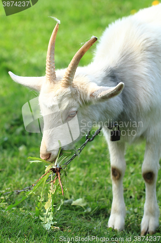 Image of white goat head