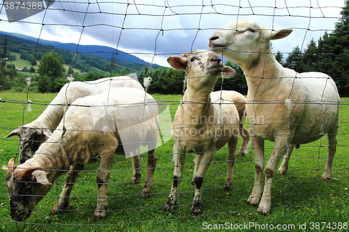 Image of sheep from Jeseniky mountains